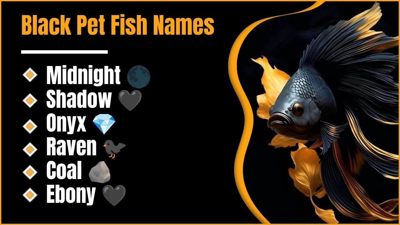 Black Pet Fish Names