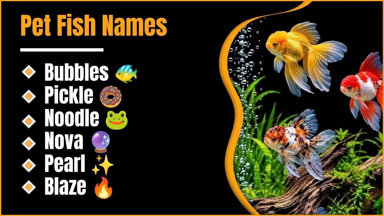Pet Fish Names: Cute, Funny And Unique Ideas You’ll Absolutely Love