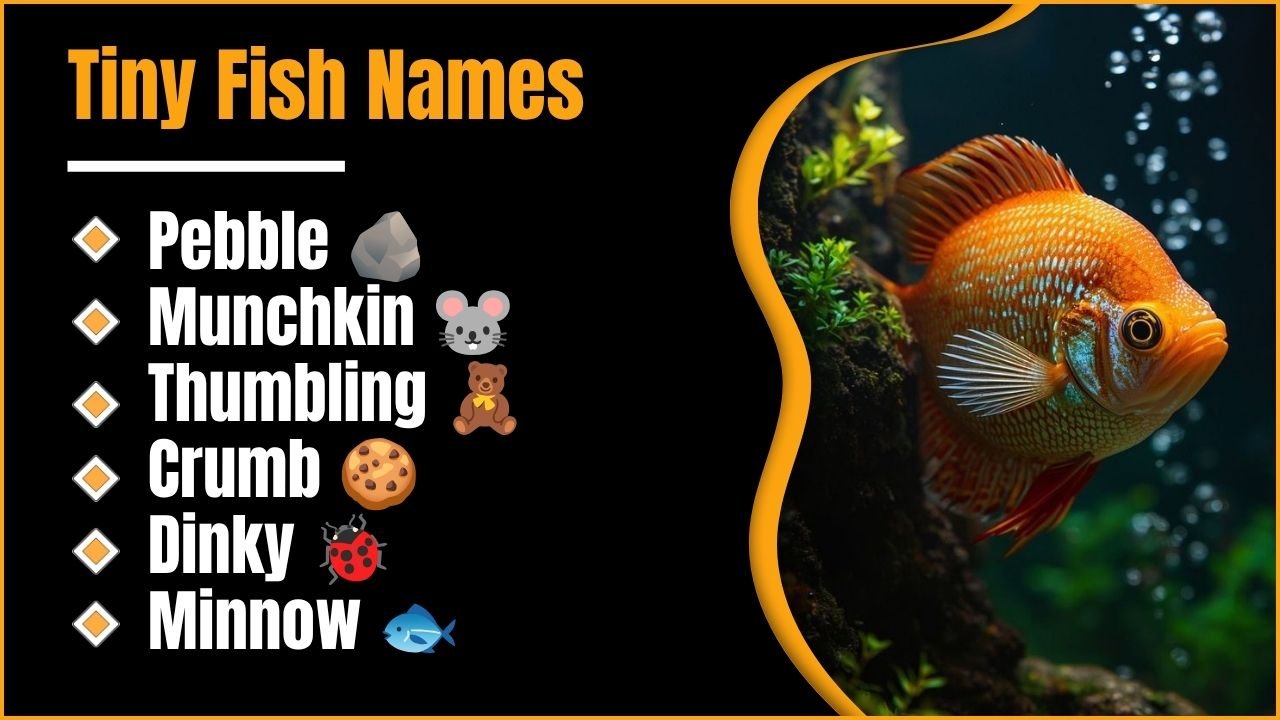 Tiny Fish Names